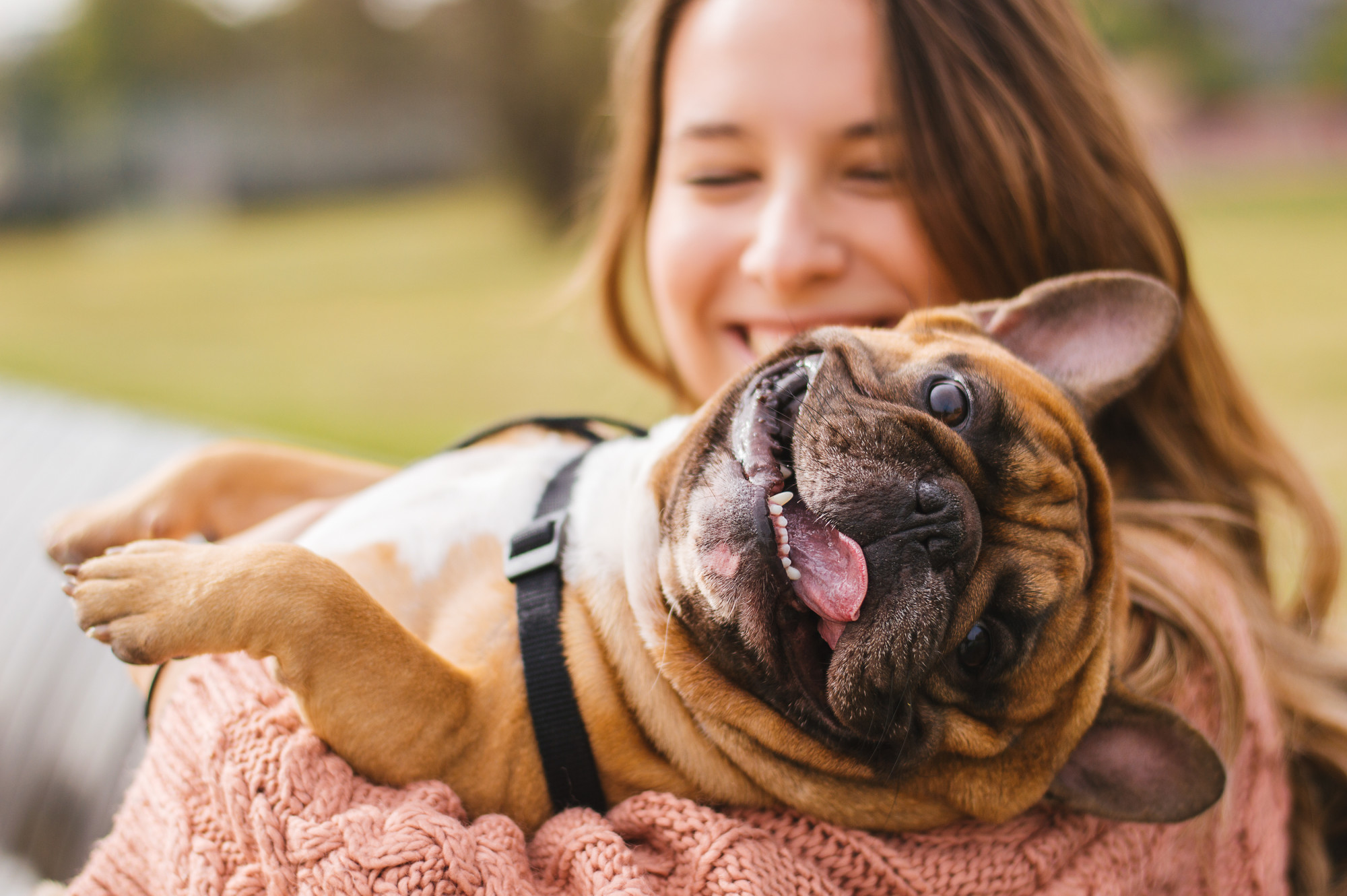 All About Emotional Support Animal Laws for Landlords in Baltimore