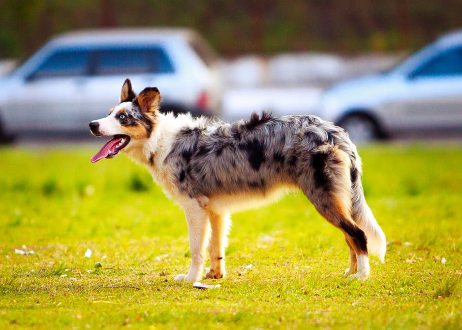 Can a Landlord Deny an Emotional Support Animal?